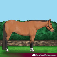 Horse Color:Bay Rabicano 