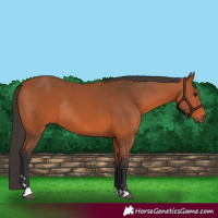 Horse Color:Bay Rabicano