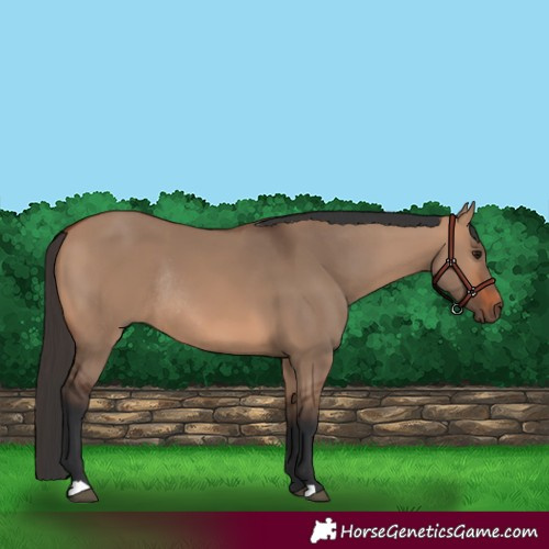 Horse Color:Bay Dun Rabicano 