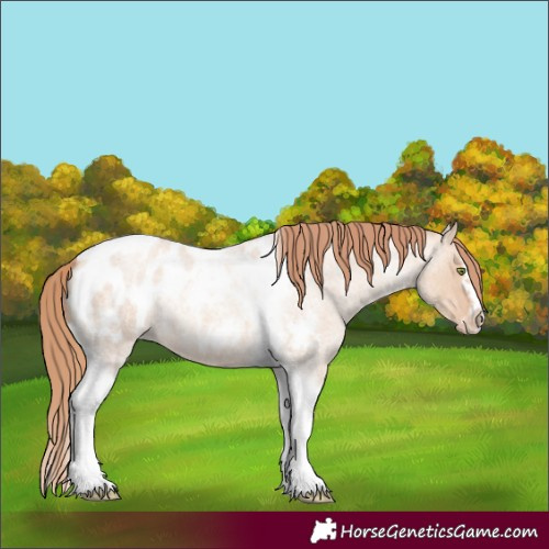 Horse Color:Gold Champagne Roan Dun Splash Tobiano Frame Appaloosa Rabicano 