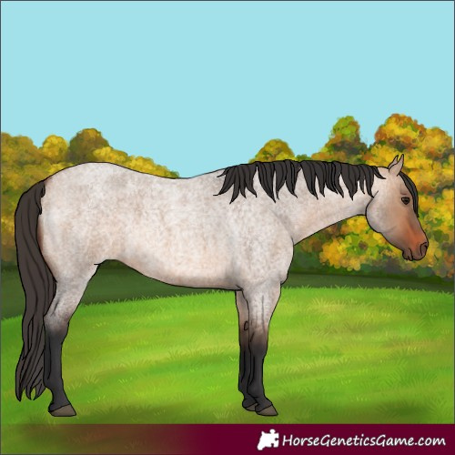 Horse Color:Bay Roan Dun 