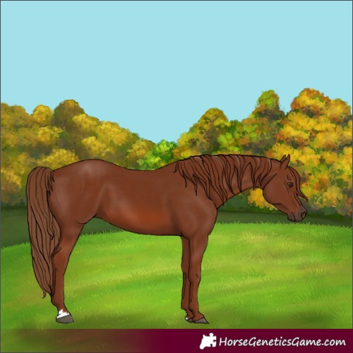Horse Color:Chestnut 
