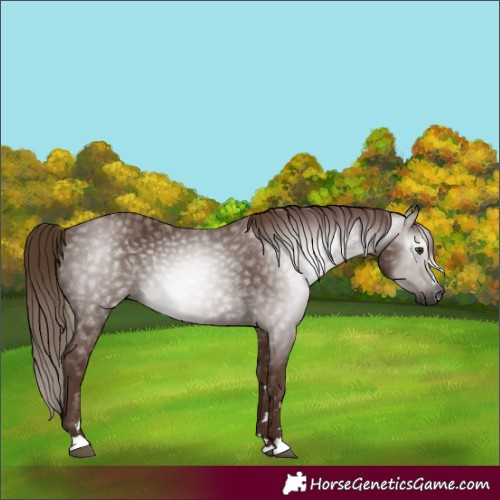 Horse Color:Gray Chestnut