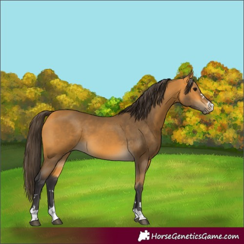 Horse Color:Buckskin 