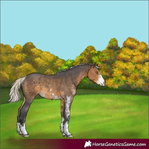 Horse Color:Silver Buckskin Sabino Rabicano 