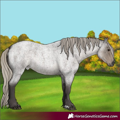 Horse Color:Silver Smoky Blue Roan 