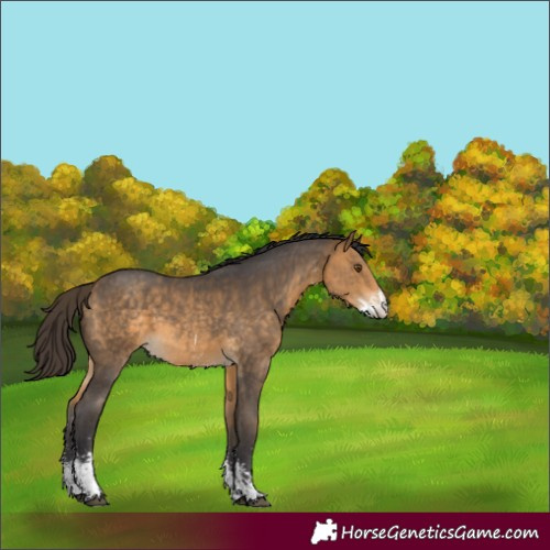 Horse Color:Buckskin Sabino 