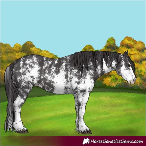 Horse Color:Smoky Black Sabino 