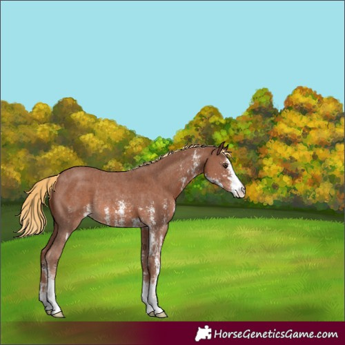 Horse Color:Chestnut Sabino Rabicano 