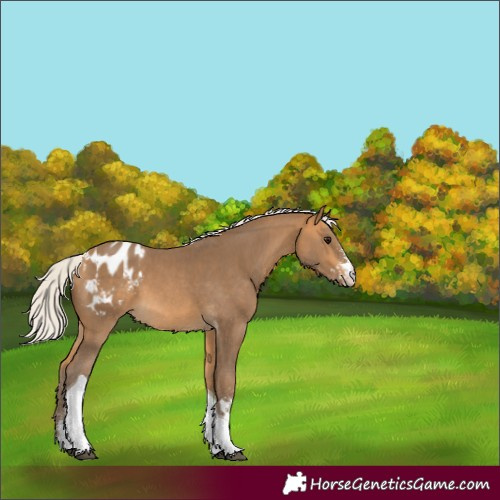 Horse Color:Silver Buckskin Sabino Tobiano Appaloosa 