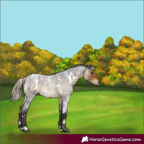 Horse Color:White Spotted Silver Buckskin Roan 