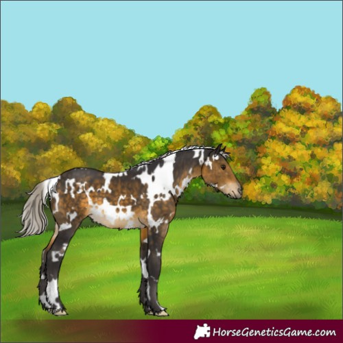 Horse Color:White Spotted Silver Buckskin 