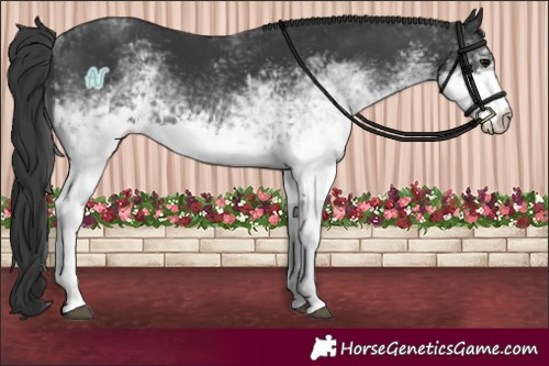 Horse Color:White Spotted Black 