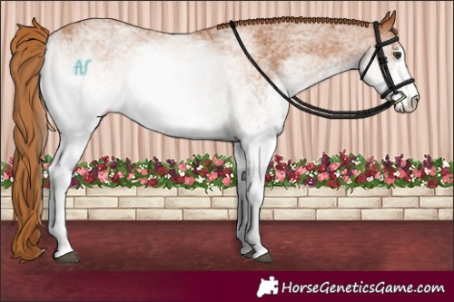 Horse Color:White Spotted Chestnut 