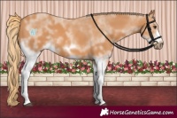 Horse Color:White Spotted Chestnut Frame 