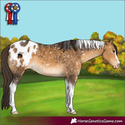 Horse Color:Buckskin Tobiano Appaloosa 