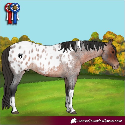Horse Color:Brown Roan Tobiano Appaloosa 
