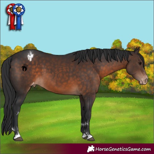 Horse Color:Brown Appaloosa 