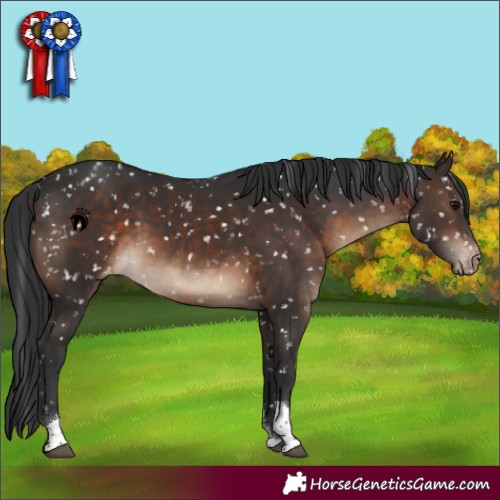 Horse Color:Brown Tobiano Appaloosa 