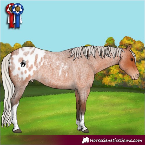 Horse Color:Silver Brown Roan Tobiano Appaloosa 