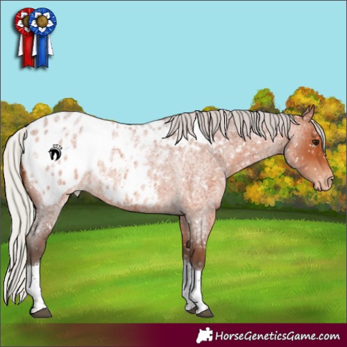 Horse Color:Silver Brown Roan Tobiano Appaloosa 