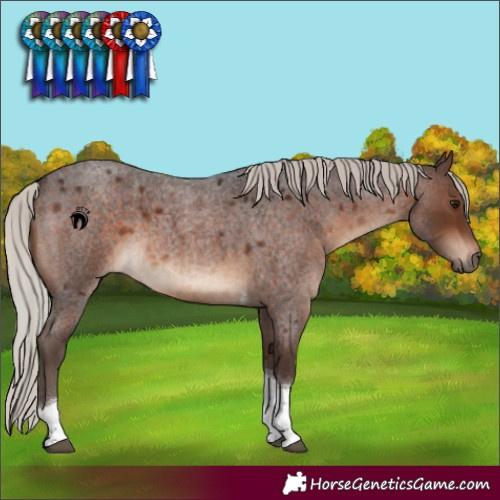 Horse Color:Silver Brown Roan Tobiano 