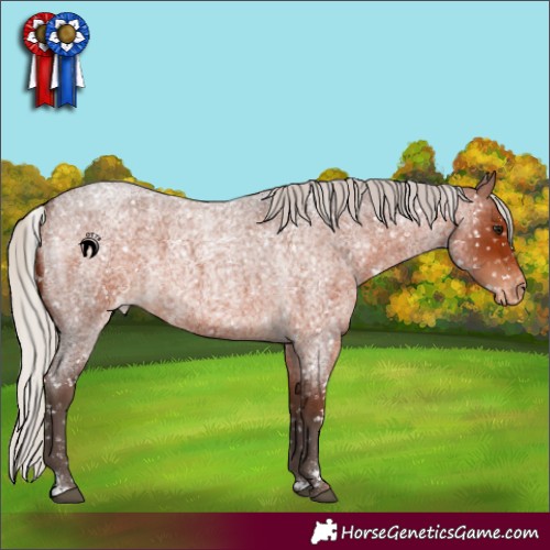 Horse Color:Silver Brown Roan Appaloosa 
