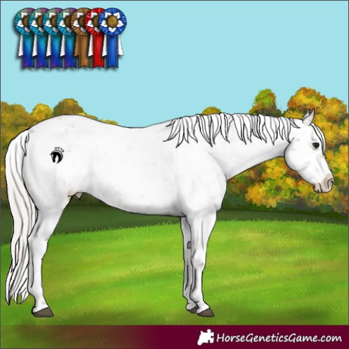 Horse Color:Silver Brown Roan Appaloosa 