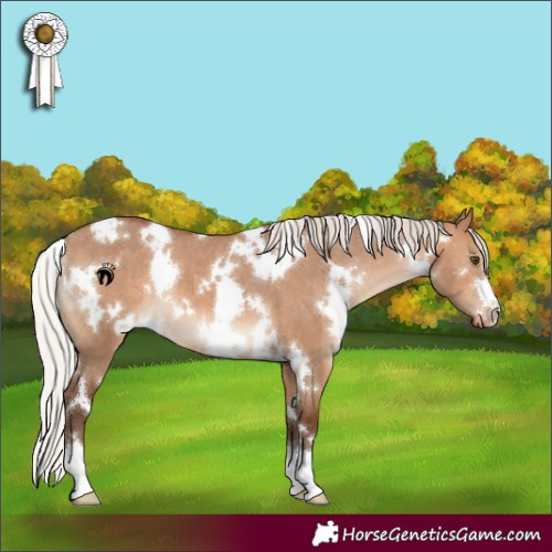 Horse Color:White Spotted Silver Brown Dun Appaloosa 