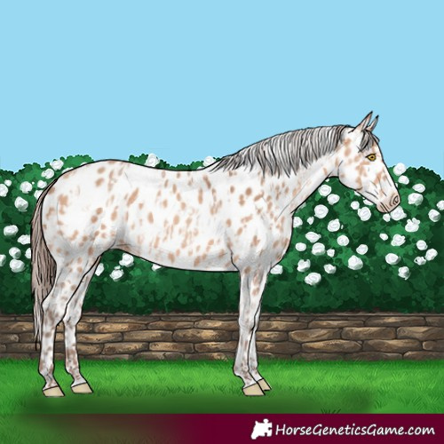 Horse Color:Amber Champagne Appaloosa  and Amber Champagne Appaloosa 