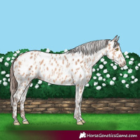 Horse Color:Amber Champagne Appaloosa  and Amber Champagne Appaloosa 