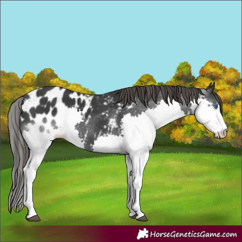 Horse Color:Black Splash Blanket