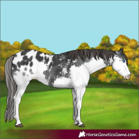 Horse Color:Black Splash Appaloosa 