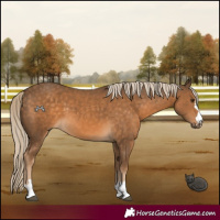 Horse Color:Chocolate Palomino 