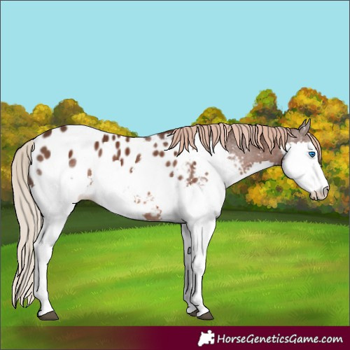 Horse Color:Liver Chestnut Splash Appaloosa 