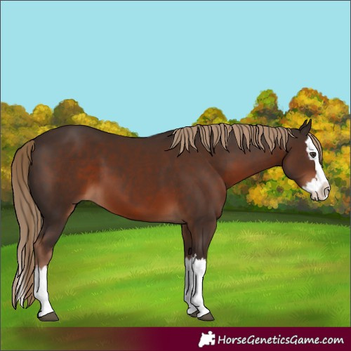 Horse Color:Liver Chestnut Splash 