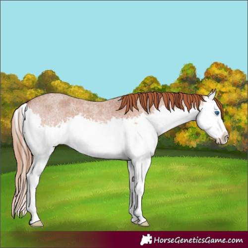 Horse Color:Red Roan Splash 