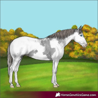 Horse Color:Black Splash Snowcap 