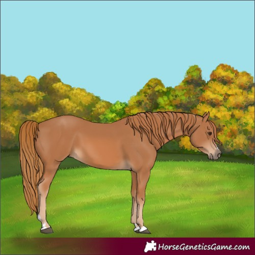 Horse Color:Chestnut 