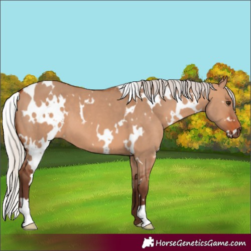 Horse Color:White Spotted Silver Bay Dun 
