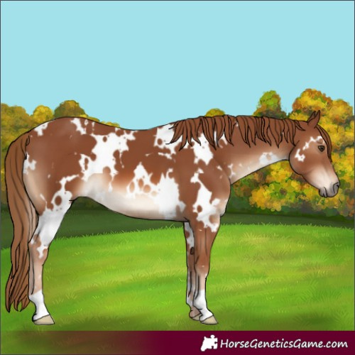 Horse Color:White Spotted Chestnut 