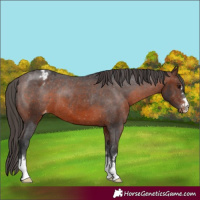 Horse Color:Brown Appaloosa 