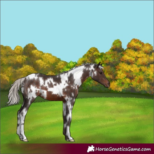 Horse Color:White Spotted Silver Brown