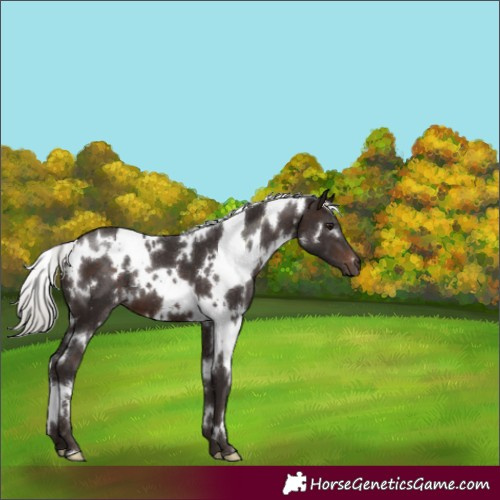 Horse Color:White Spotted Silver Brown