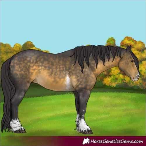Horse Color:Buckskin Sabino 