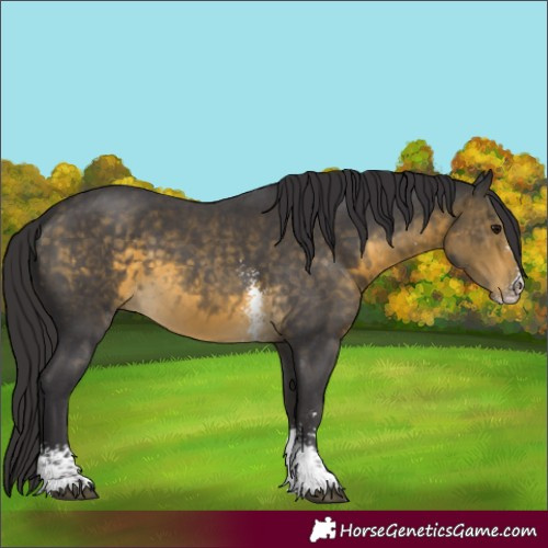 Horse Color:Buckskin Sabino 