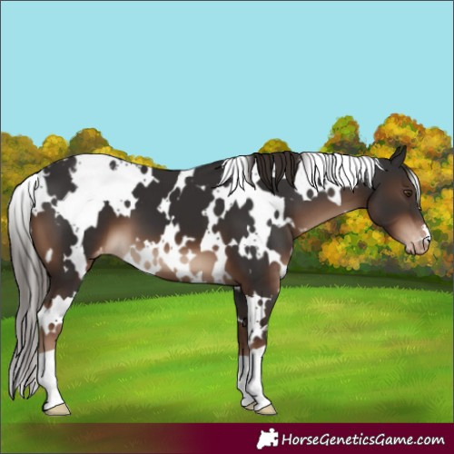 Horse Color:White Spotted Liver Chestnut Appaloosa 