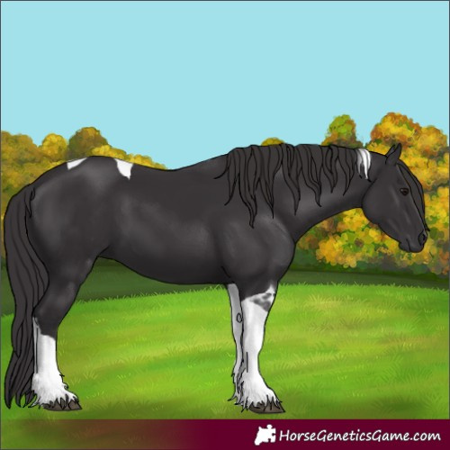 Horse Color:Smoky Black Tobiano 