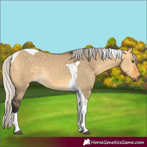 Horse Color:Silver Buckskin Dun Tobiano 