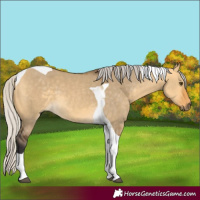 Horse Color:Silver Buckskin Dun Tobiano
